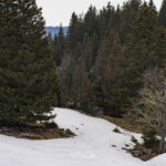 2024-03 - Randonnée en Chartreuse - 03 - Col de l'Alpette et hauts plateaux de Chartreuse - Bouquetins - 013